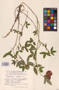 Trifolium medium L., Eastern Europe, Lithuania (E2a) (Lithuania)