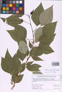 Populus tremuloides Michx., Eastern Europe, Central forest region (E5) (Russia)