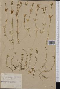 Cerastium alpinum L., Western Europe (EUR) (Svalbard and Jan Mayen)