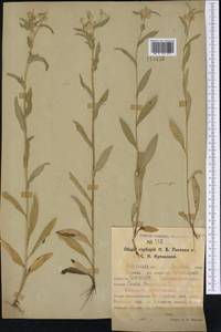 Pentanema britannicum (L.) D. Gut. Larr., Santos-Vicente, Anderb., E. Rico & M. M. Mart. Ort., Siberia, Western Siberia (S1) (Russia)