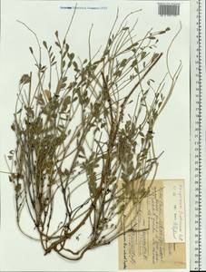 Corethrodendron fruticosum (Pall.) B.H.Choi & H.Ohashi, Siberia, Altai & Sayany Mountains (S2) (Russia)