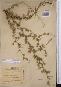 Ononis spinosa subsp. hircina (Jacq.)Gams, Middle Asia, Western Tian Shan & Karatau (M3) (Uzbekistan)