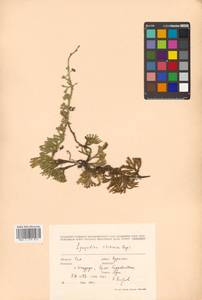 Diphasiastrum sitchense (Rupr.) Holub, Siberia, Russian Far East (S6) (Russia)