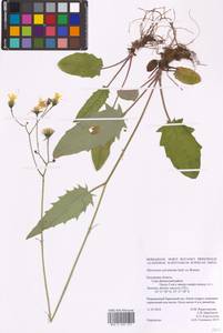 Hieracium murorum subsp. sylvularum (Jord. ex Boreau) Zahn, Eastern Europe, Central region (E4) (Russia)