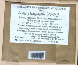 Porella platyphylla (L.) Pfeiff., Bryophytes, Bryophytes - North Caucasus & Ciscaucasia (B12) (Russia)