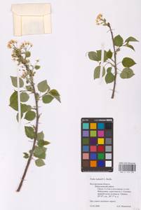 Prunus mahaleb L., Eastern Europe, Central forest-and-steppe region (E6) (Russia)