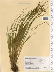 Carex elongata L., Eastern Europe, Central region (E4) (Russia)