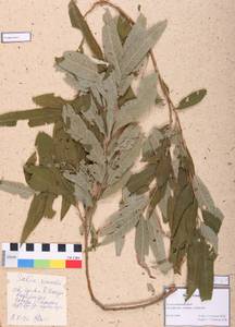 Salix viminalis L., Siberia, Altai & Sayany Mountains (S2) (Russia)