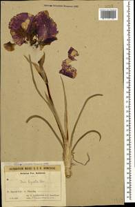 Iris lycotis Woronow, Caucasus, Azerbaijan (K6) (Azerbaijan)