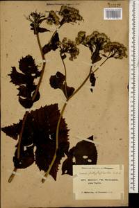 Caucasalia pontica (K. Koch) Greuter, Caucasus, Krasnodar Krai & Adygea (K1a) (Russia)
