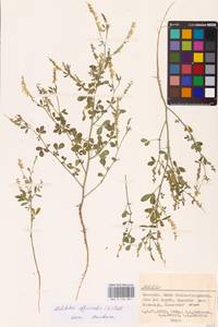 Melilotus officinalis (L.) Lam., Eastern Europe, Lower Volga region (E9) (Russia)