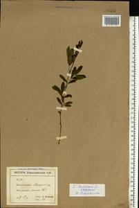 Lathyrus tuberosus L., Eastern Europe, North Ukrainian region (E11) (Ukraine)