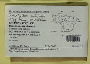 Cirriphyllum piliferum (Hedw.) Grout, Bryophytes, Bryophytes - Middle Russia (B6) (Russia)