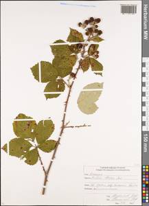 Rubus ibericus Juz., Caucasus, North Ossetia, Ingushetia & Chechnya (K1c) (Russia)