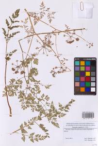 Oenanthe aquatica (L.) Poir., Eastern Europe, Moscow region (E4a) (Russia)