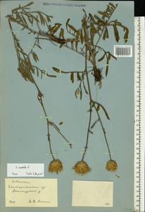 Centaurea orientalis L., Eastern Europe, South Ukrainian region (E12) (Ukraine)