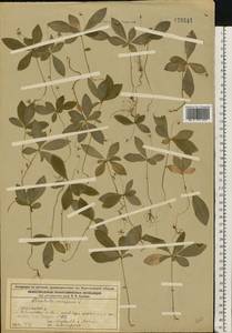 Lysimachia europaea (L.) U.Manns & Anderb., Eastern Europe, Volga-Kama region (E7) (Russia)
