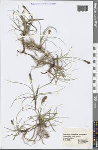 Carex, Middle Asia, Northern & Central Tian Shan (M4) (Kyrgyzstan)