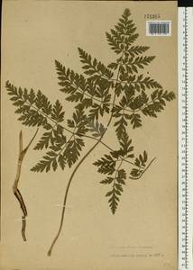 Anthriscus sylvestris (L.) Hoffm., Western Europe (EUR) (Finland)