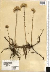 Pseudosedum longidentatum Boriss., Middle Asia, Pamir & Pamiro-Alai (M2) (Turkmenistan)