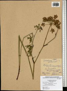 Silphiodaucus prutenicus subsp. prutenicus, Eastern Europe, Central region (E4) (Russia)