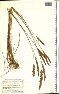 Koeleria pyramidata (Lam.) P.Beauv., Caucasus, Stavropol Krai, Karachay-Cherkessia & Kabardino-Balkaria (K1b) (Russia)