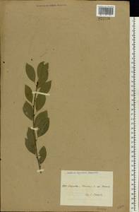Prunus, Eastern Europe, North Ukrainian region (E11) (Ukraine)