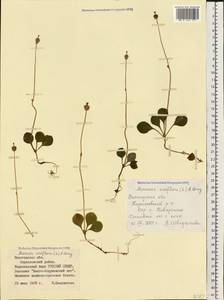 Moneses uniflora (L.) A. Gray, Eastern Europe, Northern region (E1) (Russia)