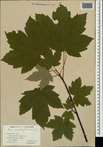 Acer pseudoplatanus L., Crimea (KRYM) (Russia)