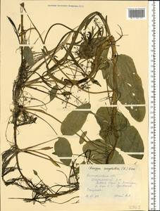 Rorippa amphibia (L.) Besser, Eastern Europe, Central forest region (E5) (Russia)