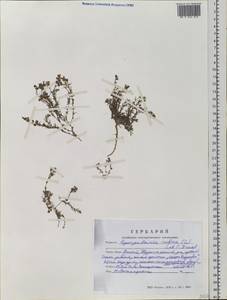 Spergularia rubra (L.) J. Presl & C. Presl, Siberia, Altai & Sayany Mountains (S2) (Russia)