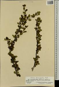 Ribes diacanthum Pall., Mongolia (MONG) (Mongolia)