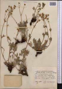 Potentilla tanacetifolia Willd. ex D. F. K. Schltdl., Middle Asia, Northern & Central Tian Shan (M4) (Kazakhstan)