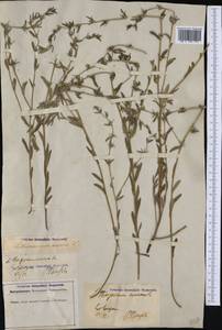 Buglossoides arvensis (L.) I. M. Johnst., Western Europe (EUR) (Germany)