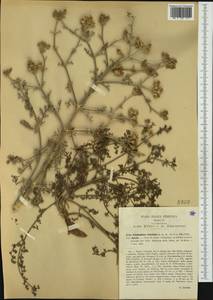 Echinophora tenuifolia L., Western Europe (EUR) (Italy)