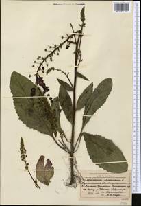 Verbascum phoeniceum L., Middle Asia, Northern & Central Kazakhstan (M10) (Kazakhstan)