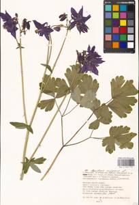 Aquilegia vulgaris L., Eastern Europe, Moscow region (E4a) (Russia)