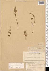 Anogramma leptophylla (L.) Link, Caucasus (no precise locality) (K0)