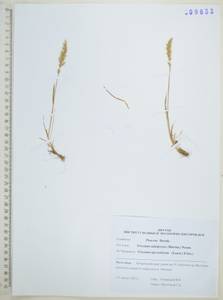 Koeleria subalpestris (Hartm.) Barberá, Quintanar, Soreng & P.M.Peterson, Siberia, Russian Far East (S6) (Russia)