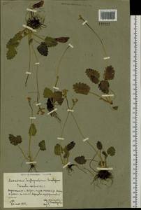 Primula cortusoides L., Siberia, Altai & Sayany Mountains (S2) (Russia)