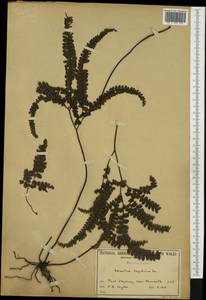 Adiantum hispidulum Sw., Australia & Oceania (AUSTR) (Australia)