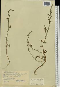 Atriplex patens (Litv.) Iljin, Eastern Europe, South Ukrainian region (E12) (Ukraine)