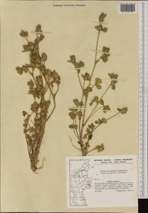 Trifolium striatum L., Western Europe (EUR) (Denmark)