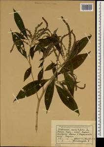 Colebrookea oppositifolia Sm., South Asia, South Asia (Asia outside ex-Soviet states and Mongolia) (ASIA) (India)