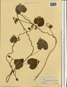 Ipomoea purpurea (L.) Roth, Eastern Europe, Central region (E4) (Russia)