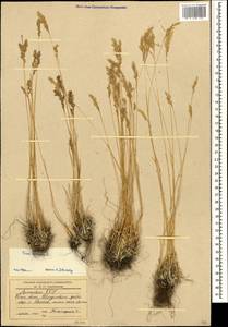 Poa alpina L., Caucasus, Armenia (K5) (Armenia)