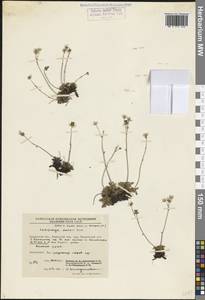 Micranthes merkii subsp. merkii, Siberia, Chukotka & Kamchatka (S7) (Russia)