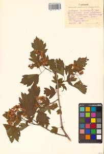 Crataegus pinnatifida Bunge, Siberia, Russian Far East (S6) (Russia)