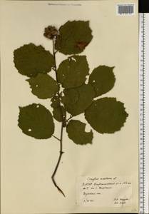 Corylus avellana L., Eastern Europe, Eastern region (E10) (Russia)