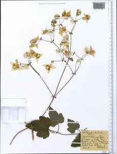 Clematis brachiata Thunb., Africa (AFR) (Ethiopia)